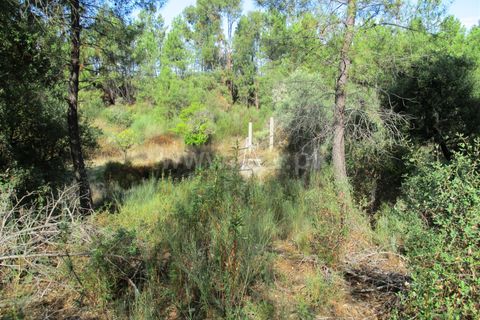 Landejendom i Castelo Branco, Castelo Branco, Castelo Branco - € 25.000 | Ref: 102220305 - foto 11