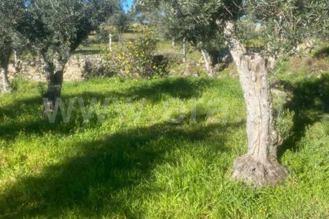 Helårsgrund i Castelo Branco, Castelo Branco, Castelo Branco - € 12.380 | Ref: 102230033 - foto 6