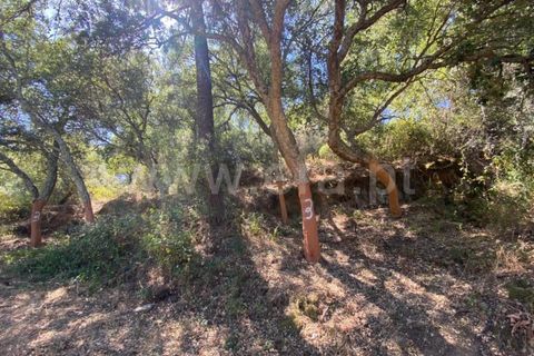 Landejendom i Castelo Branco, Castelo Branco, Castelo Branco - € 15.000 | Ref: 102230224 - foto 11
