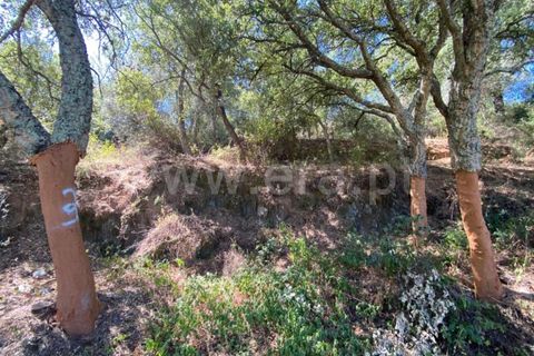Landejendom i Castelo Branco, Castelo Branco, Castelo Branco - € 15.000 | Ref: 102230224 - foto 12