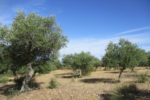 Helårsgrund i Castelo Branco, Castelo Branco, Castelo Branco - € 32.500 | Ref: 102230285 - foto 2