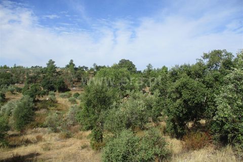 Helårsgrund i Castelo Branco, Castelo Branco, Castelo Branco - € 32.500 | Ref: 102230285 - foto 4