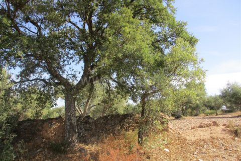 Helårsgrund i Castelo Branco, Castelo Branco, Castelo Branco - € 32.500 | Ref: 102230285 - foto 7