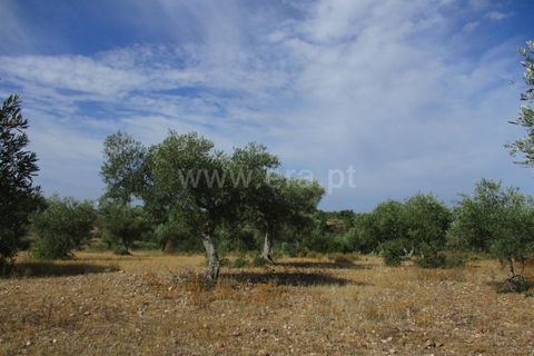 Helårsgrund i Castelo Branco, Castelo Branco, Castelo Branco - € 32.500 | Ref: 102230285 - foto 10
