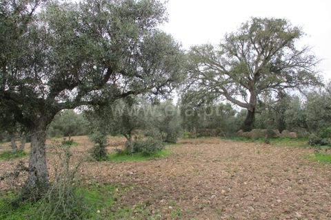 Helårsgrund i Castelo Branco, Castelo Branco, Castelo Branco - € 32.500 | Ref: 102230285 - foto 13