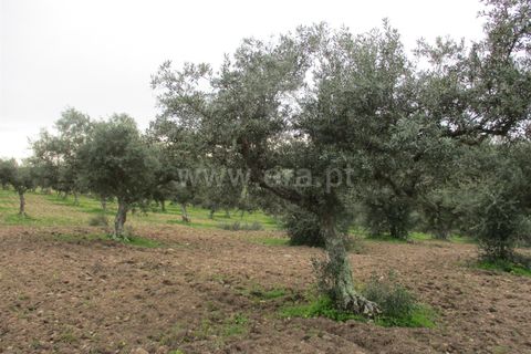 Helårsgrund i Castelo Branco, Castelo Branco, Castelo Branco - € 32.500 | Ref: 102230285 - foto 14