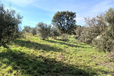 Landejendom i Castelo Branco, Castelo Branco, Castelo Branco - € 14.500 | Ref: 102240026 - foto 2