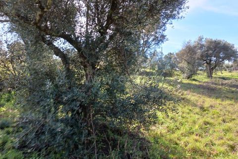 Landejendom i Castelo Branco, Castelo Branco, Castelo Branco - € 14.500 | Ref: 102240026 - foto 3