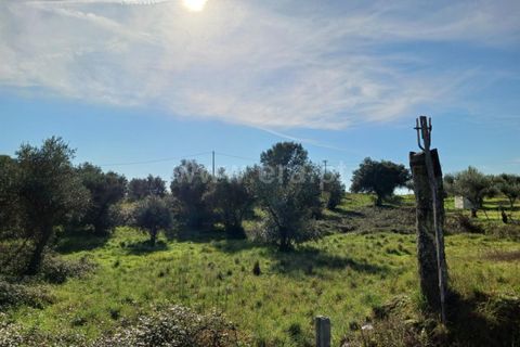 Landejendom i Castelo Branco, Castelo Branco, Castelo Branco - € 14.500 | Ref: 102240026 - foto 7