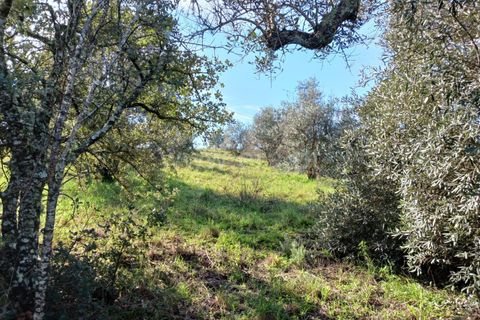 Landejendom i Castelo Branco, Castelo Branco, Castelo Branco - € 14.500 | Ref: 102240026 - foto 10