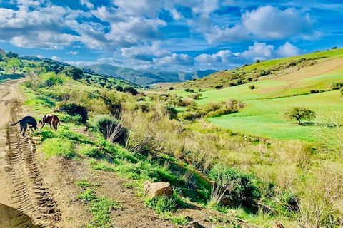 Villa i Almogia, Malaga, Almogia - € 495.000 | Ref: R4868635 - foto 6