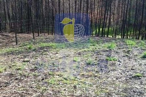 Terra a Arganil, Coimbra, Arganil - € 50.000 | Ref: ALVER-202160 - foto 7