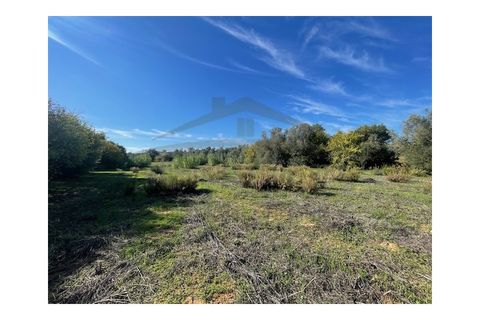 Helårsgrund i Moncarapacho, Faro, Moncarapacho - € 60.000 | Ref: SÒL546 - foto 10