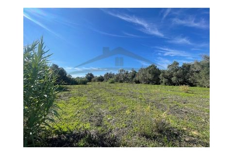Helårsgrund i Moncarapacho, Faro, Moncarapacho - € 60.000 | Ref: SÒL546 - foto 12
