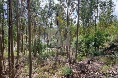 Helårsgrund i Serta, Castelo Branco, Serta - € 17.500 | Ref: H715 - foto 13