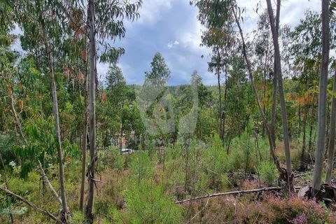 Helårsgrund i Serta, Castelo Branco, Serta - € 17.500 | Ref: H715 - foto 14