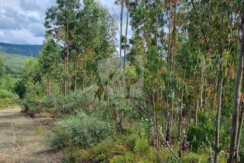 Helårsgrund i Serta, Castelo Branco, Serta - € 17.500 | Ref: H715 - foto 15