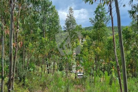 Helårsgrund i Serta, Castelo Branco, Serta - € 17.500 | Ref: H715 - foto 16