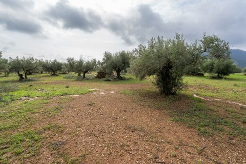 Finca i Xerta, Tarragona, Xerta - € 38.000 | Ref: 140 - foto 17