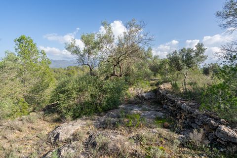 Finca i Xerta, Tarragona, Xerta - € 15.000 | Ref: 141 - foto 7