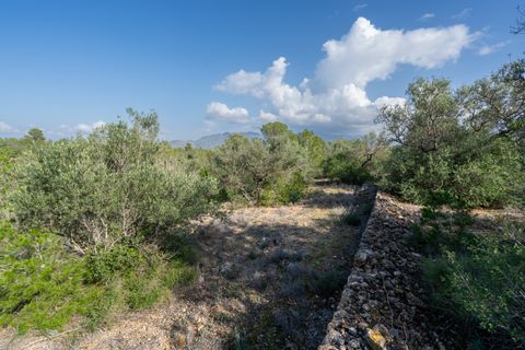 Finca i Xerta, Tarragona, Xerta - € 15.000 | Ref: 141 - foto 5