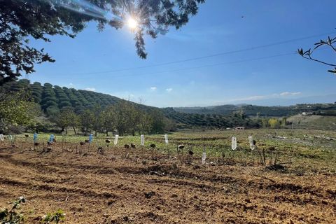Terra a Moscufo, Pescara, Moscufo - € 37.000 | Ref: 85408323 - foto 2