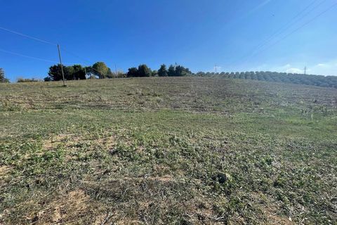 Terra a Moscufo, Pescara, Moscufo - € 37.000 | Ref: 85408323 - foto 3