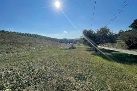 Terra a Moscufo, Pescara, Moscufo - € 37.000 | Ref: 85408323 - foto 4