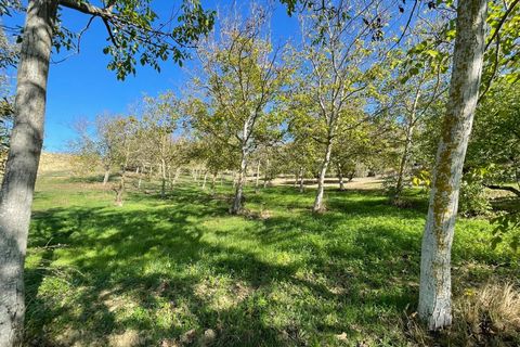 Terra a Moscufo, Pescara, Moscufo - € 37.000 | Ref: 85408323 - foto 9