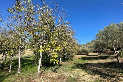 Terra a Moscufo, Pescara, Moscufo - € 37.000 | Ref: 85408323 - foto 10