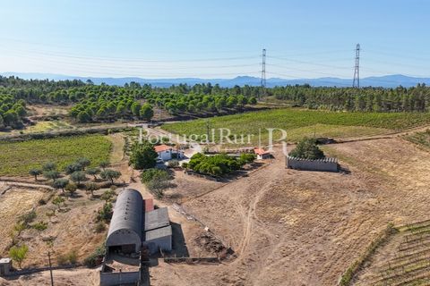 Landejendom i Castelo Branco, Castelo Branco, Castelo Branco - € 730.000 | Ref: FG36 - foto 7