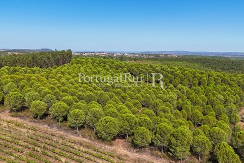Landejendom i Castelo Branco, Castelo Branco, Castelo Branco - € 730.000 | Ref: FG36 - foto 10