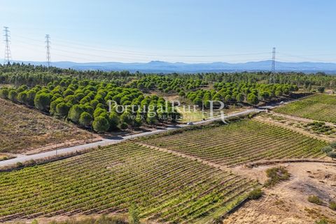 Landejendom i Castelo Branco, Castelo Branco, Castelo Branco - € 730.000 | Ref: FG36 - foto 11