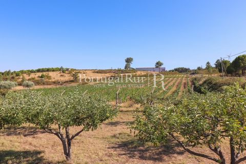 Landejendom i Castelo Branco, Castelo Branco, Castelo Branco - € 730.000 | Ref: FG36 - foto 44