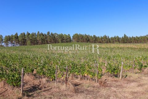 Landejendom i Castelo Branco, Castelo Branco, Castelo Branco - € 730.000 | Ref: FG36 - foto 45