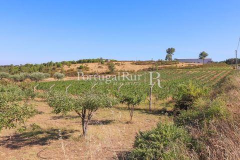 Landejendom i Castelo Branco, Castelo Branco, Castelo Branco - € 730.000 | Ref: FG36 - foto 46
