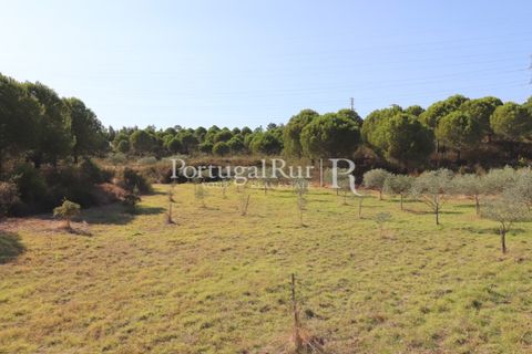 Landejendom i Castelo Branco, Castelo Branco, Castelo Branco - € 730.000 | Ref: FG36 - foto 47