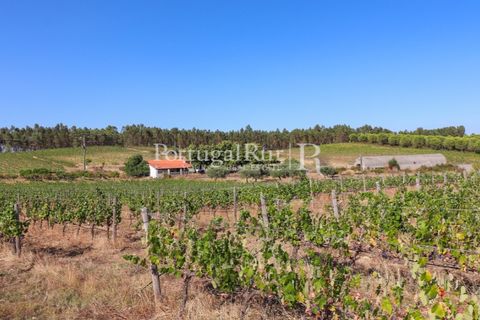 Landejendom i Castelo Branco, Castelo Branco, Castelo Branco - € 730.000 | Ref: FG36 - foto 48
