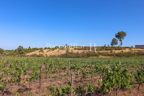 Landejendom i Castelo Branco, Castelo Branco, Castelo Branco - € 730.000 | Ref: FG36 - foto 49
