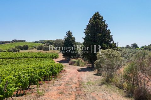 Landejendom i Arcos, Evora, Arcos - € 1.490.000 | Ref: FG446 - foto 22