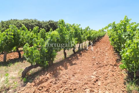 Landejendom i Arcos, Evora, Arcos - € 1.490.000 | Ref: FG446 - foto 42