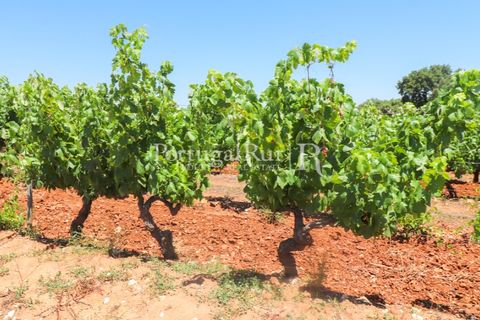 Landejendom i Arcos, Evora, Arcos - € 1.490.000 | Ref: FG446 - foto 43