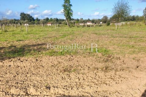 Tomt i Abrantes, Santarem, Abrantes - € 55 000 | Ref: JF200 - foto 8