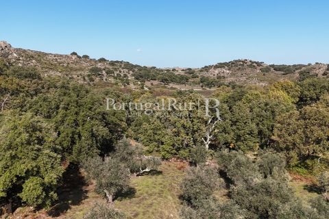 Gård i Castelo de Vide, Portalegre, Castelo de Vide - € 200 000 | Ref: FG151 - foto 38