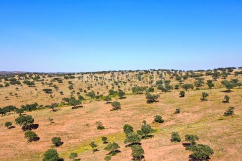 Landejendom i Evora, Evora, Evora - € 7.500.000 | Ref: TG3258 - foto 17