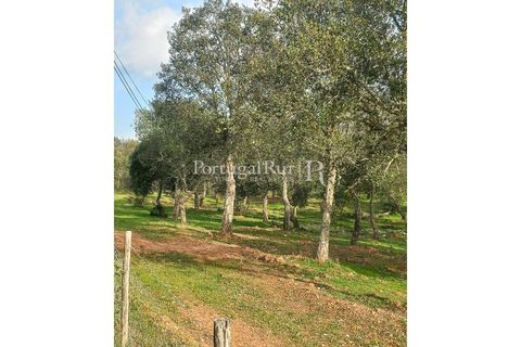 Terra a Serpa, Beja, Serpa - € 60.000 | Ref: JR693-3 - foto 3