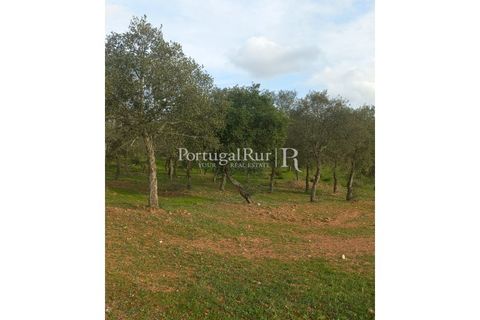 Terra a Serpa, Beja, Serpa - € 60.000 | Ref: JR693-3 - foto 6