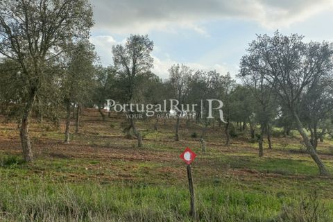 Helårsgrund i Serpa, Beja, Serpa - € 150.000 | Ref: JR693-1 - foto 8