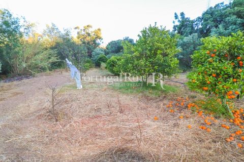 Landejendom i Silves, Faro, Silves - € 1.200.000 | Ref: JF48 - foto 18