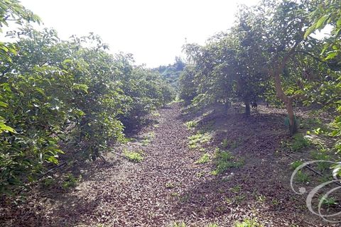 Landejendom i Velez Malaga, Malaga, Velez Malaga - € 700.000 | Ref: XL4324 - foto 3